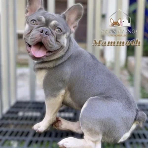 เฟรนซ์บลูด็อก แมมมอธ french bulldog