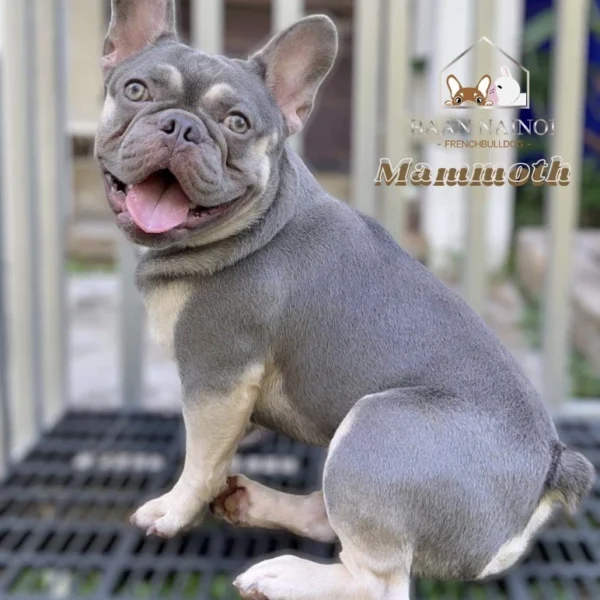 เฟรนซ์บลูด็อก แมมมอธ french bulldog
