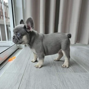 ลูกสาวไลแลคแทน