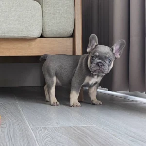 ลูกชายไลแลคแทน