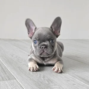 ลูกชายไลแลคแทน