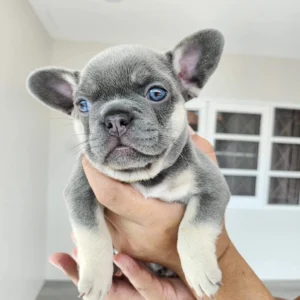 ลูกสาวไลแลคแทน