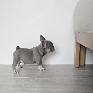 ลูกชายไลแลคแทน