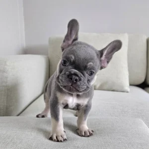 ลูกชายไลแลคแทน