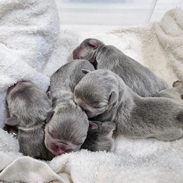 Read more about the article อยากเลี้ยงลูกสุนัข French Bulldog ควรเริ่มหาจากตรงไหนดี?