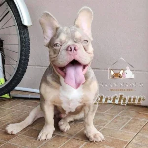 พ่อพันธู์ นิวเฉดอิสเบลล่า newshade isabella