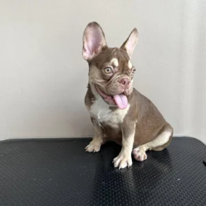 ลูกสาวชอคนิวเฉด