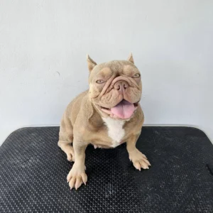 แม่พันธุ์ เฟรนซ์บูลด็อก