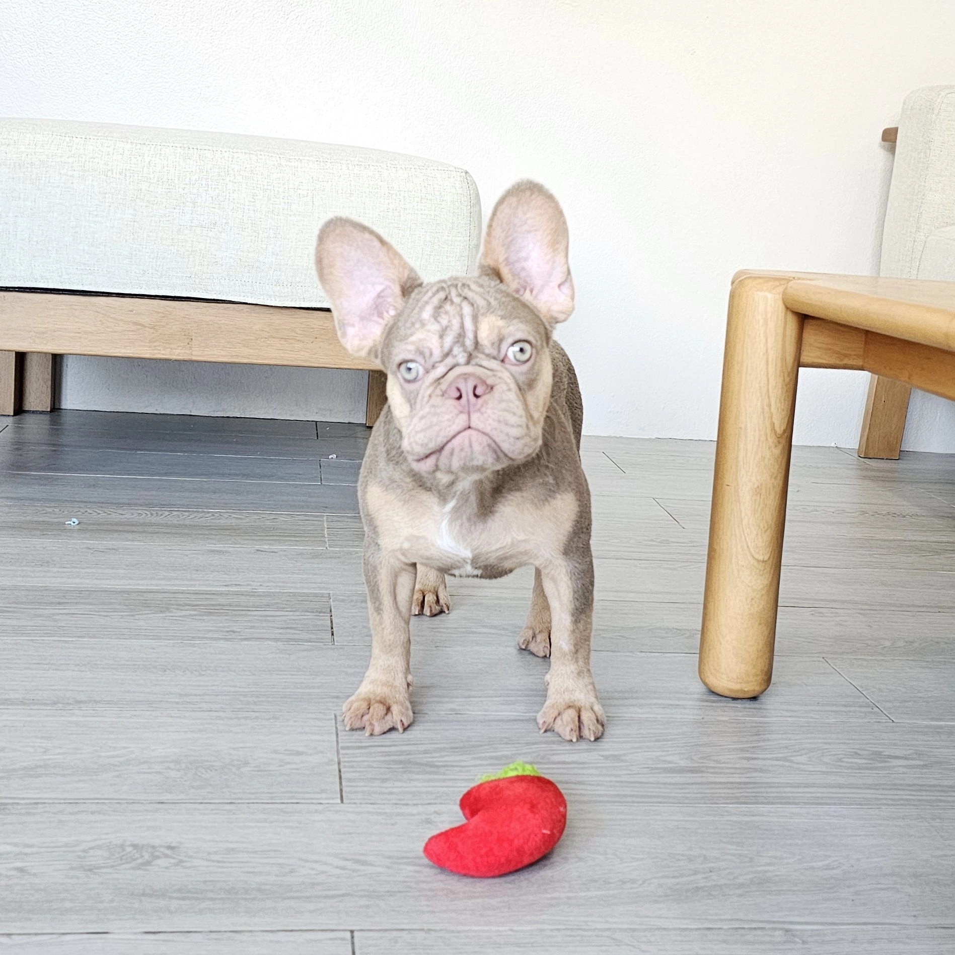 นิวเฉดอิสเบลล่า