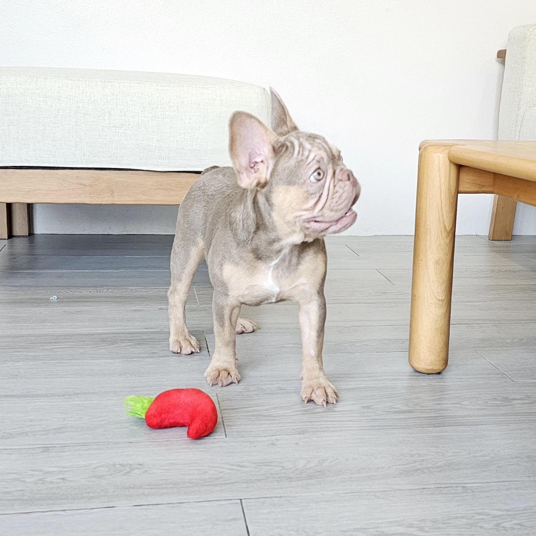 ลูกสาวนิวเฉดอิสเบลล่าแทน แครี่ครีม - Image 2