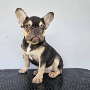 ลูกสาวชอคแทน