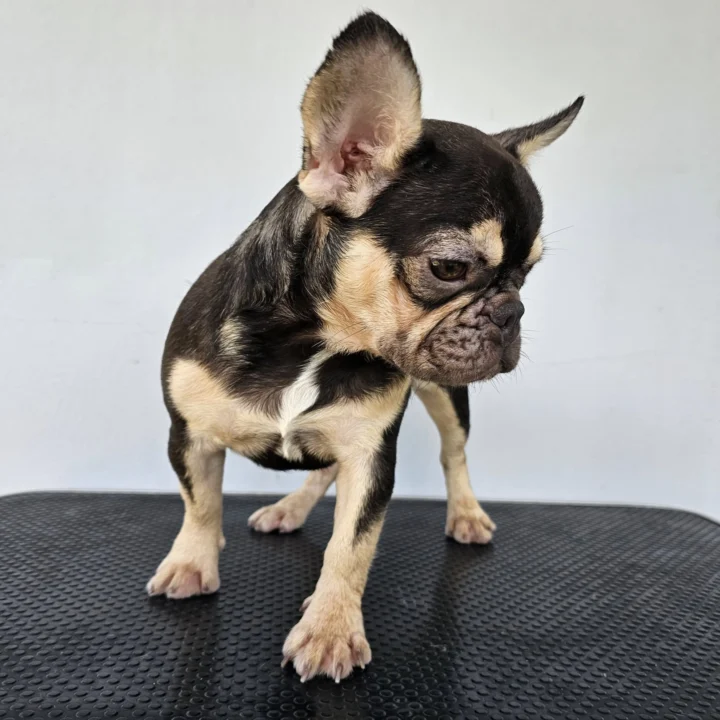 ลูกสาวชอคแทน - Image 2